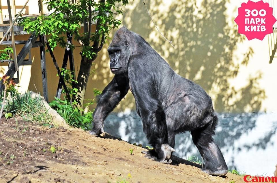 В киевском зоопарке гориллу выпустили "на улицу": опубликованы фото