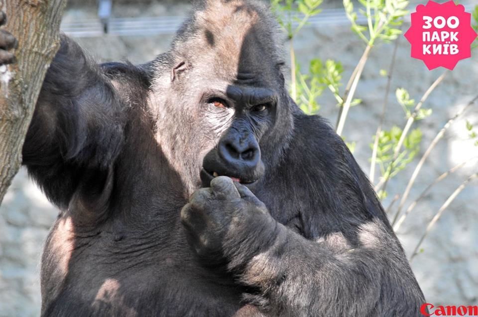 В киевском зоопарке гориллу выпустили "на улицу": опубликованы фото