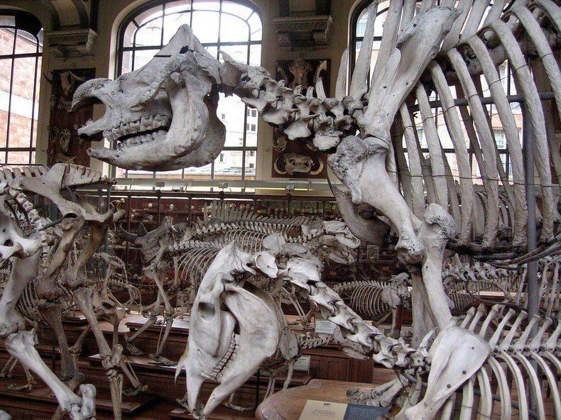 Необычный музей, где проходит жуткий "парад скелетов"