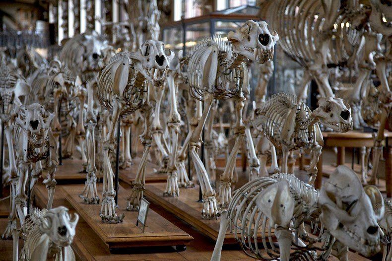 Необычный музей, где проходит жуткий "парад скелетов"