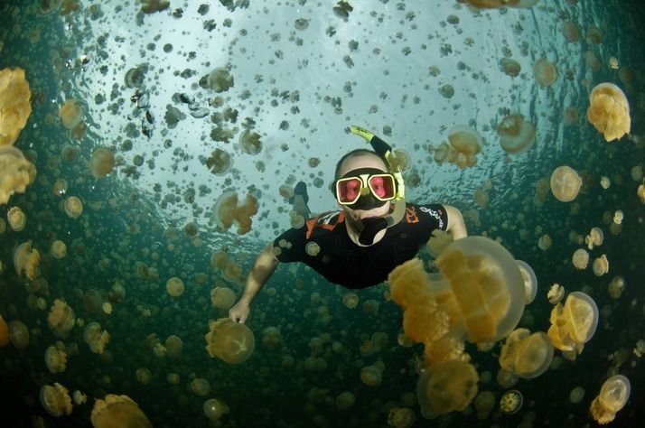 Удивительный подводный мир: невероятное видео с уникального озера Медуз