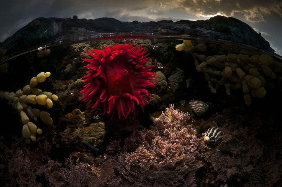 Під водою життя яскравіше: австралієць зробив приголомшливі знімки "паралельного світу"