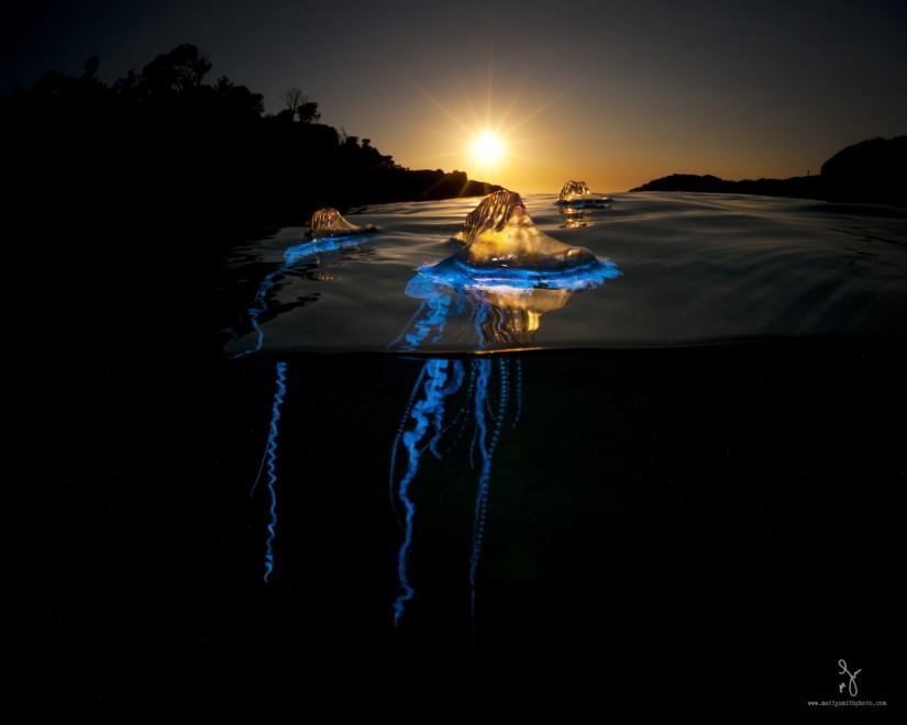 Под водой жизнь ярче: австралиец сделал потрясающие снимки "параллельного мира"