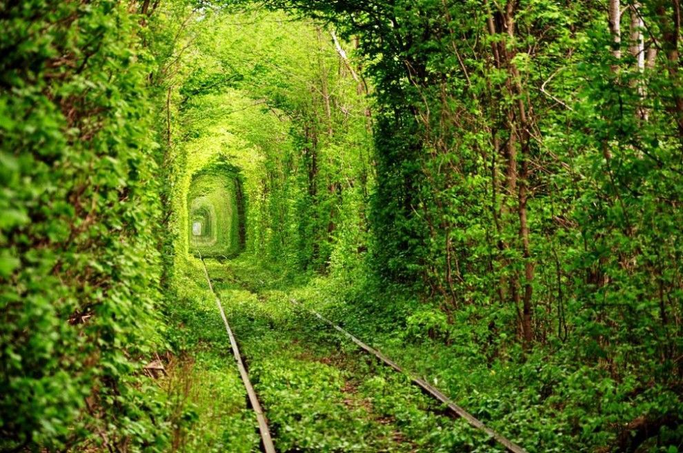 Природные тоннели: самые сказочные аллеи для летних прогулок