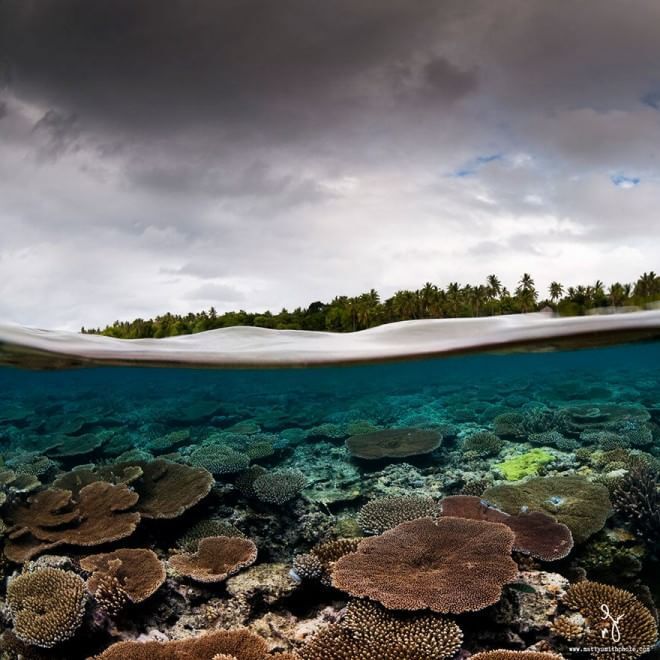 Під водою життя яскравіше: австралієць зробив приголомшливі знімки "паралельного світу"
