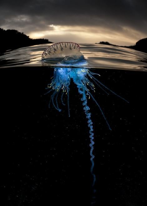 Под водой жизнь ярче: австралиец сделал потрясающие снимки "параллельного мира"