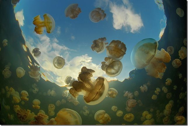 Удивительный подводный мир: невероятное видео с уникального озера Медуз