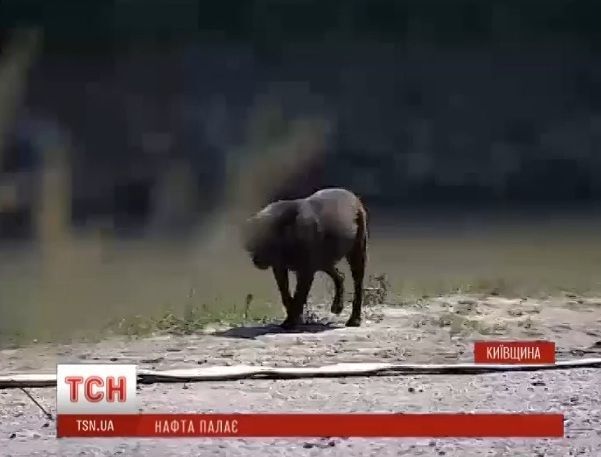 Вірний пес залишився охороняти палаючу у Василькові нафтобазу