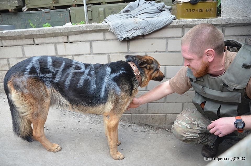 Бійці АТО виходили собаку, яка втекла від нелюдів-терористів: фото до і після порятунку
