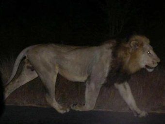 Грузинское сафари. Сбежавшие из зоопарка дикие животные будоражат соцсети: уникальные фото и видео