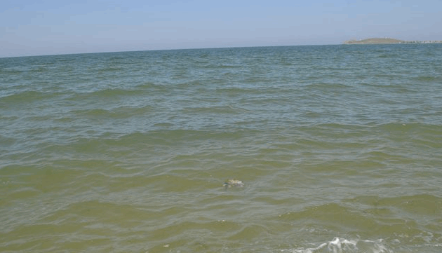 Гарного відпочинку! У морі і на пляжі Криму мруть птиці: фото і відеофакт