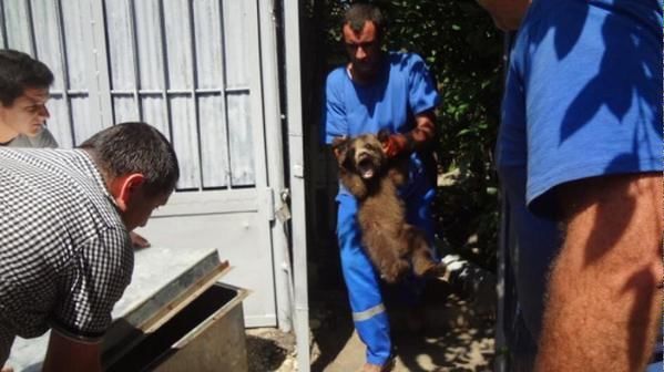 Это чудо! Два медвежонка спаслись от наводнения в Тбилиси: фотофакт 