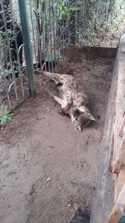 Грузинское сафари. Сбежавшие из зоопарка дикие животные будоражат соцсети: уникальные фото и видео