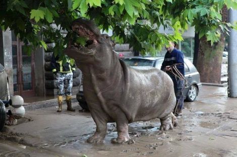 Нелегка работа: спецназ Грузии героически спас гигантского бегемота