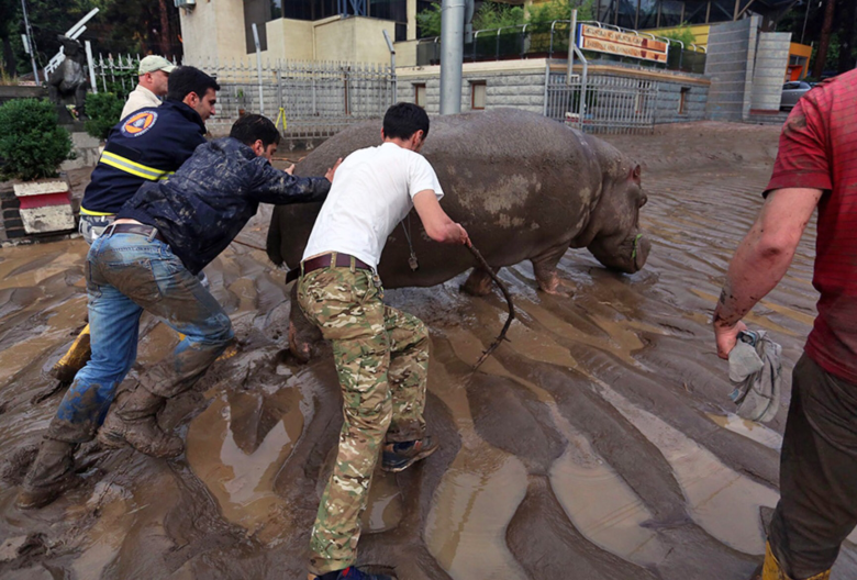 Нелегка работа: спецназ Грузии героически спас гигантского бегемота