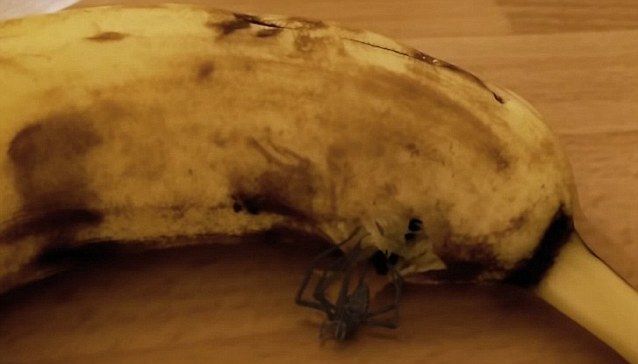 Ужасы с прилавка: мужчина наблюдал рождение паука из…банана