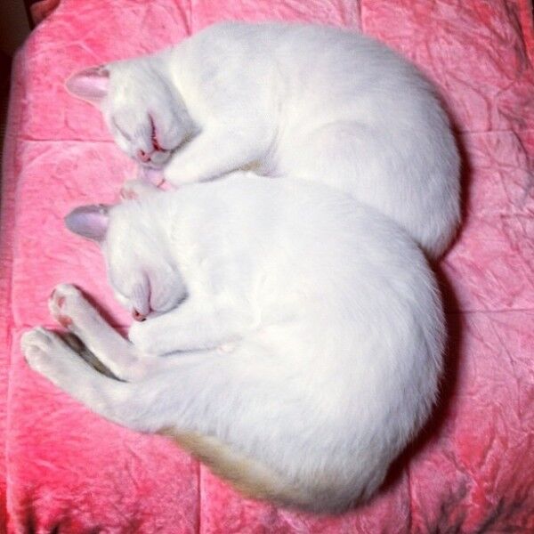 Не разлей вода: кошки-близняшки, которые спят в одинаковых позах