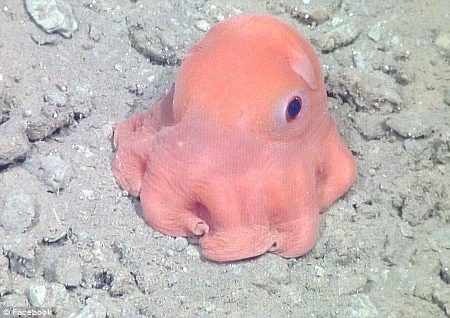 Вчені знайшли наймилішу морську істоту: фотофакт
