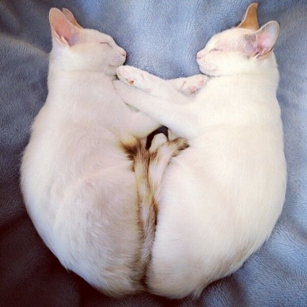 Не разлей вода: кошки-близняшки, которые спят в одинаковых позах