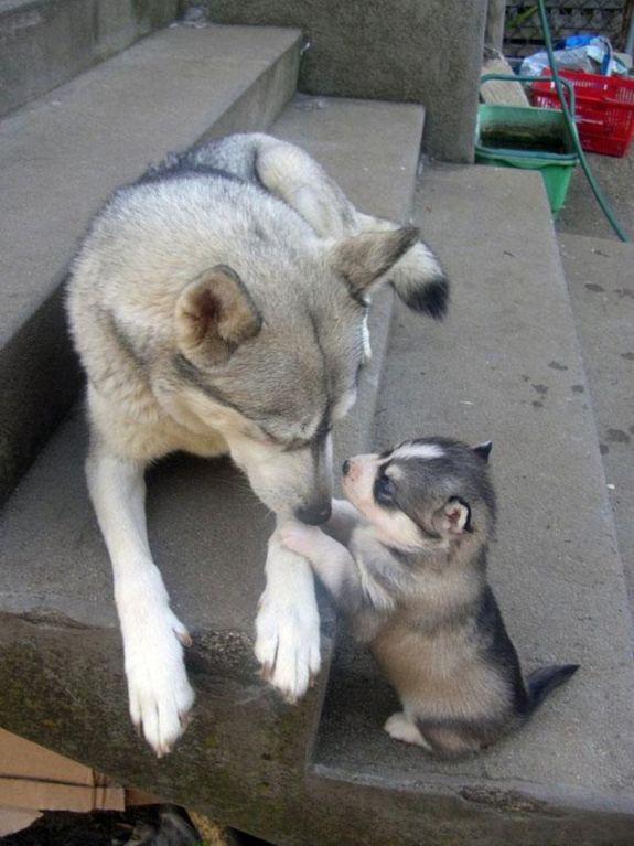 Мами такі мами: "мімішність" фото собачої любові просто зашкалює