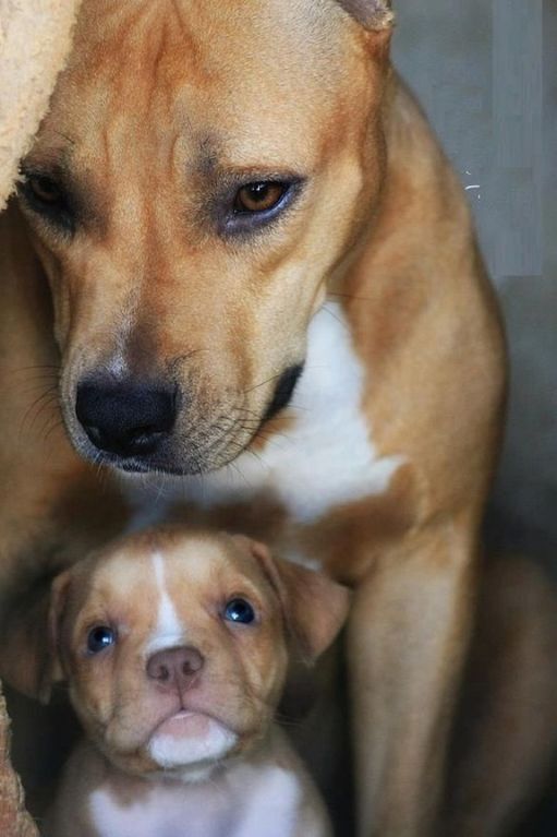 Мамы такие мамы: "мимишность" фото собачьей любви просто зашкаливает