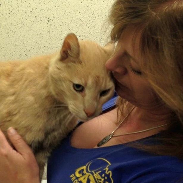 Рыжий кот-проныра покинул дом и за 15 лет прошел полмира