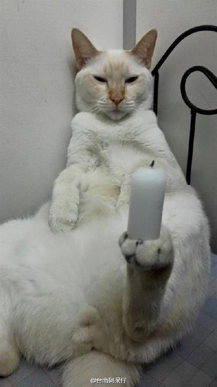 Невозмутимый кот, который держит в лапах разные предметы: смешные фото