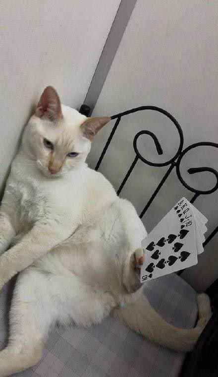 Невозмутимый кот, который держит в лапах разные предметы: смешные фото