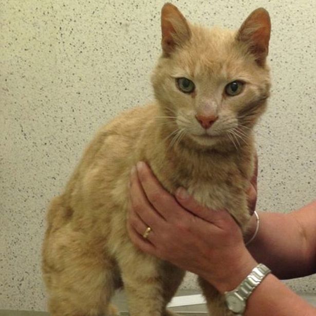 Рыжий кот-проныра покинул дом и за 15 лет прошел полмира