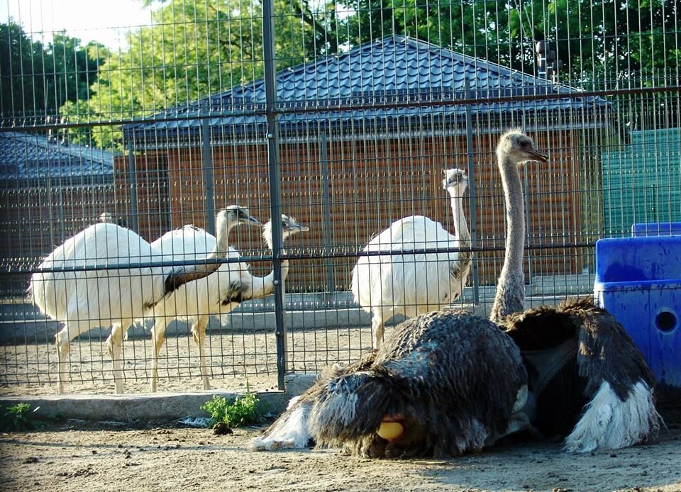 Какие страусы живут в Межигорье Януковича: опубликованы фото