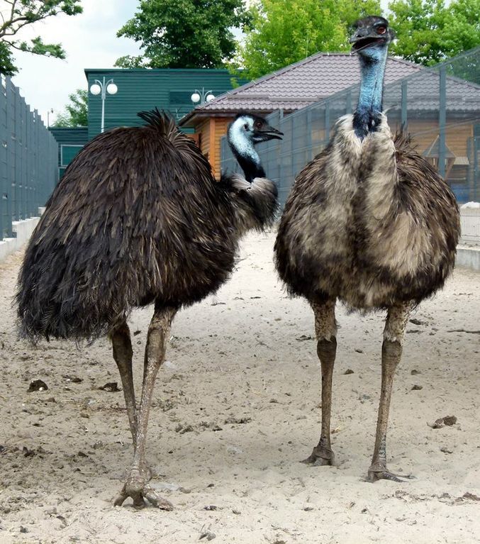 Какие страусы живут в Межигорье Януковича: опубликованы фото