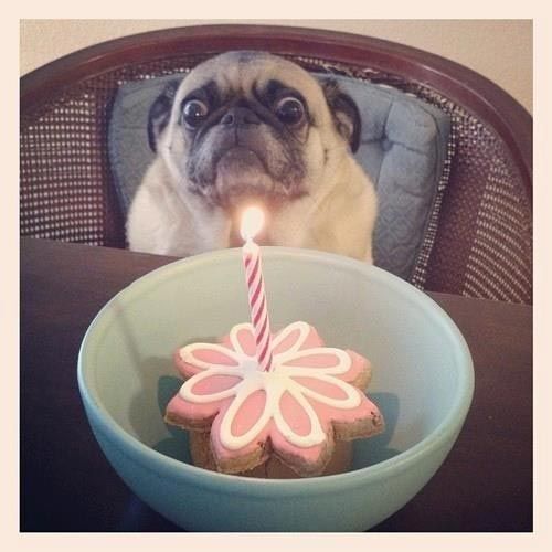 Животные, которые празднуют свой день рождения: 30 веселых фото