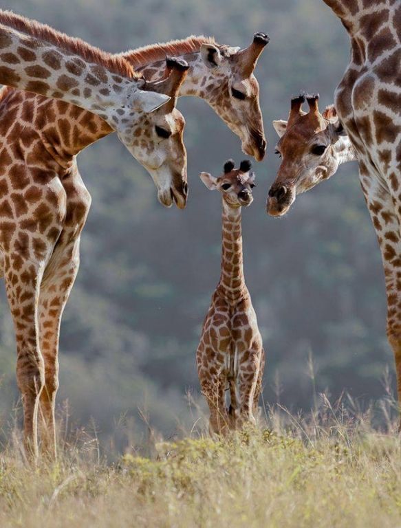Эти животные заставят вас мечтать о дружной семье: трогательные фото зоородителей