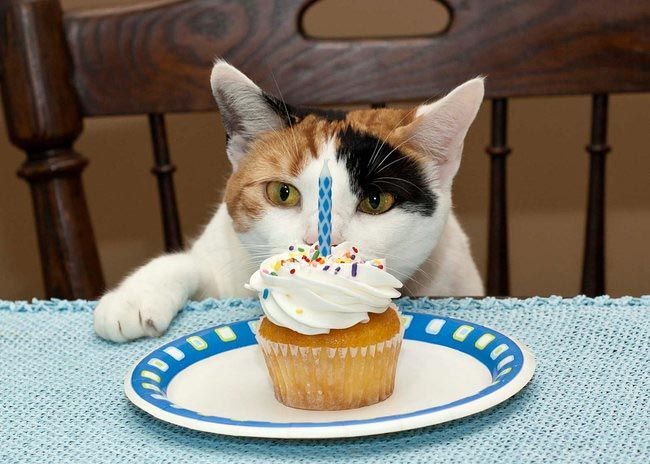 Животные, которые празднуют свой день рождения: 30 веселых фото