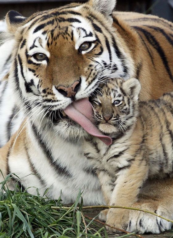 Эти животные заставят вас мечтать о дружной семье: трогательные фото зоородителей