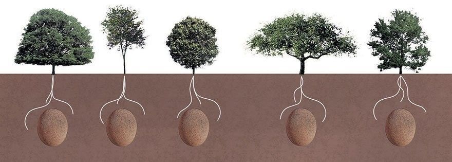 В Италии предложили выращивать деревья из… покойников