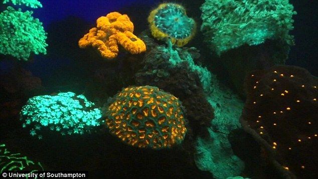 В глубинах Красного моря найдены удивительные светящиеся кораллы