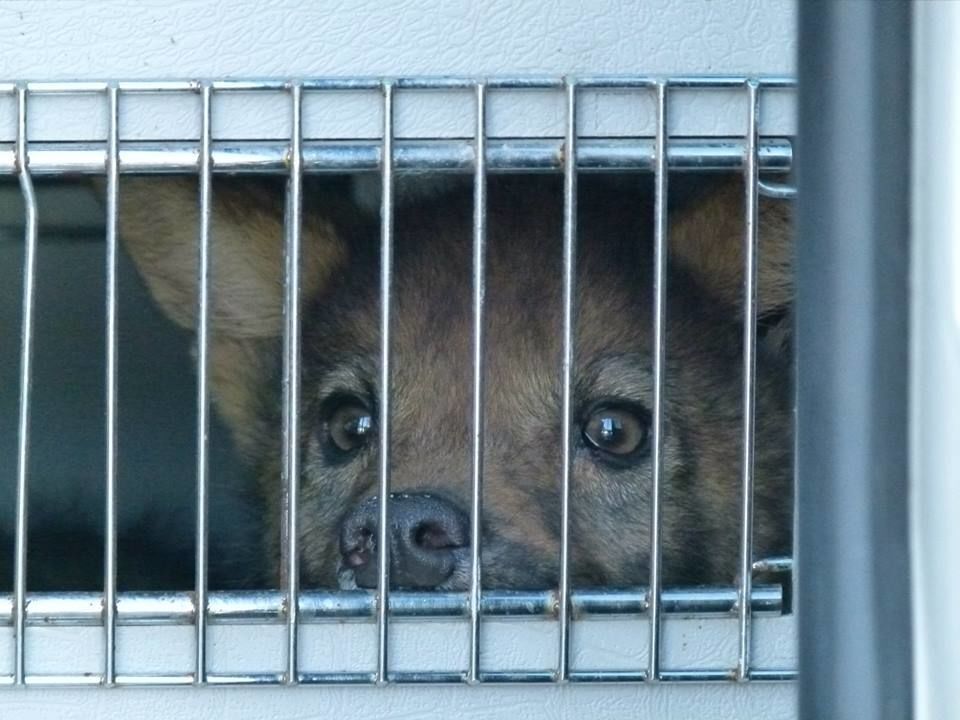 В зоопарке Межигорья приютили спасенного волчонка: фотофакт