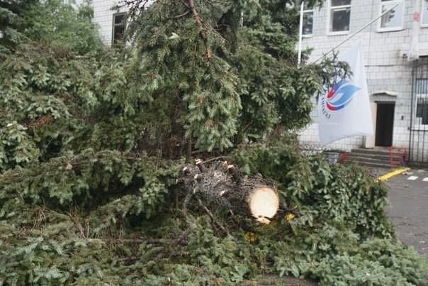В оккупированном Луганске ураган вырвал деревья с корнями: опубликованы фото и видео