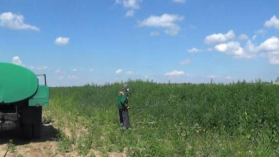 На Киевщине милиция обнаружила 60 гектаров конопли