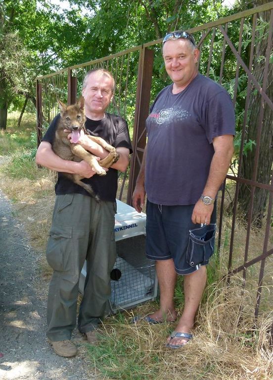 В зоопарке Межигорья приютили спасенного волчонка: фотофакт
