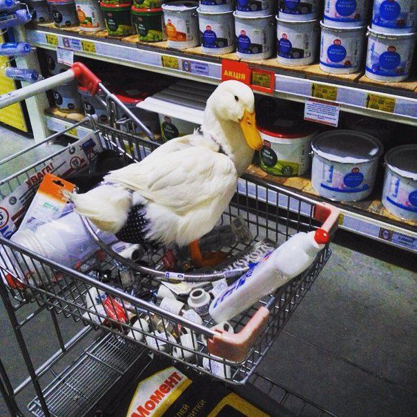 Киян розвеселила жива качка в памперсі в супермаркеті: фотофакт