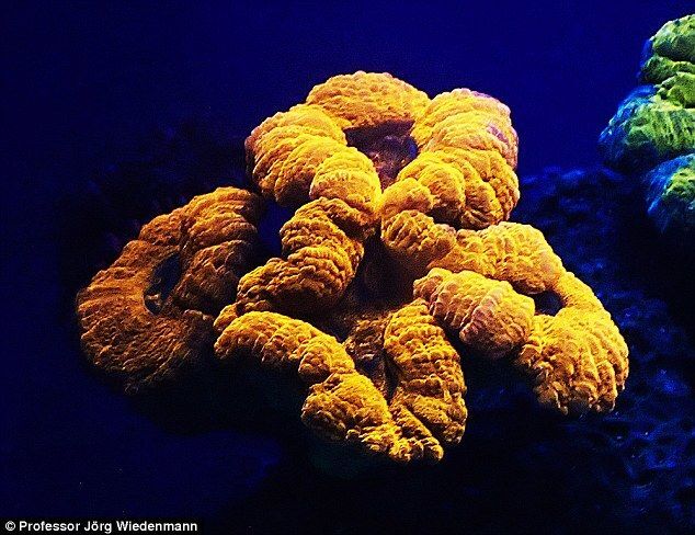 В глубинах Красного моря найдены удивительные светящиеся кораллы