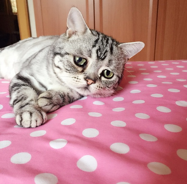 Самая грустная кошка растрогала чувства тысячи людей в сети: опубликованы фото