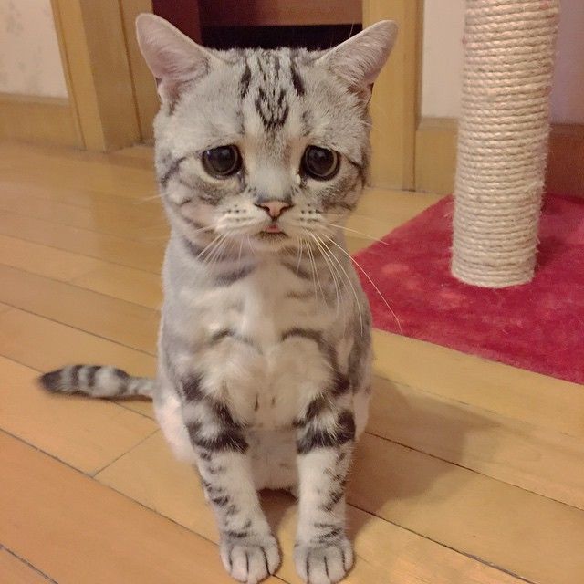 Самая грустная кошка растрогала чувства тысячи людей в сети: опубликованы фото