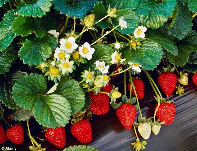 Природа-фантазерка: на фермі виросла полуничка у вигляді курки
