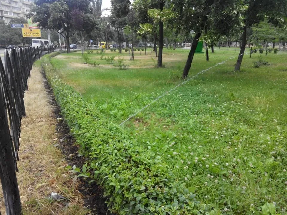 Лий, лий, не жалій! На Оболоні комунальники під дощем включили полив газонів: фотофакт