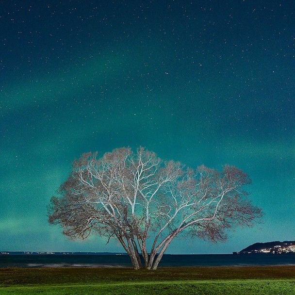 Десятки тысяч людей следят за жизнью дерева-брокколи: опубликованы фото