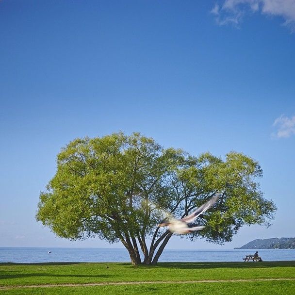 Десятки тысяч людей следят за жизнью дерева-брокколи: опубликованы фото