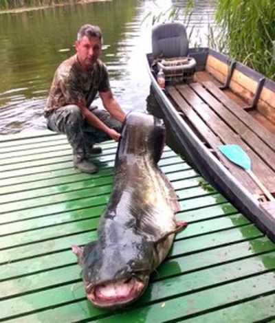 Закарпатец поймал 80-килограммового сома-гиганта: опубликованы фото